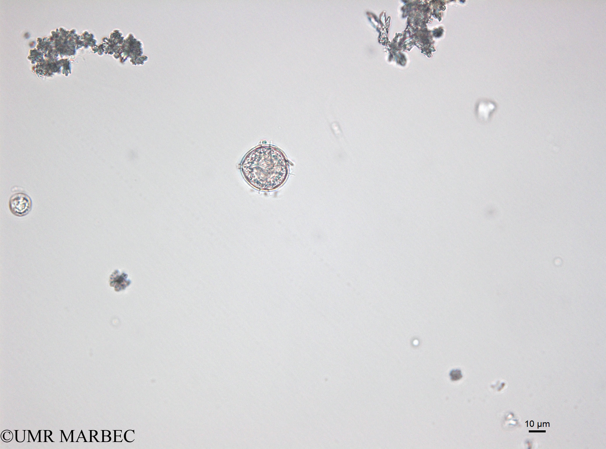 phyto/Bizerte/bizerte_bay/RISCO April 2014/Protoperidinium pellucidum (old Proto sp19-141218_001_ovl-9)(copy).jpg